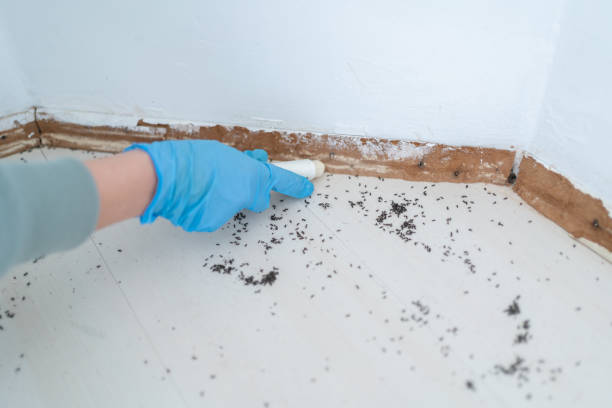 Best Local Pest Control Services  in Kdeer, IL